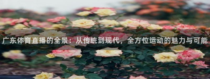 劲爆体育比赛直播：广东体育直播的全景：从传统到现代，全方位运动的魅力与可能